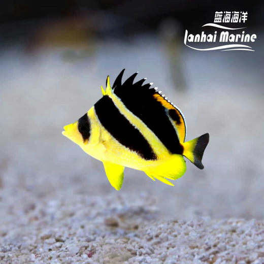 马代深水蝶 商品图0