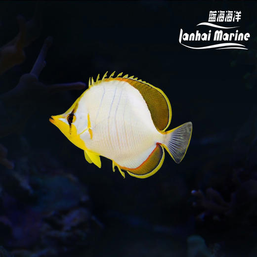 马代金月光蝶 商品图0