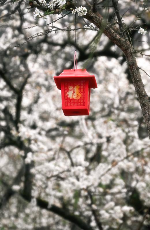 精品，1月27日出发【清远】阳山千亩李花•水浪花谷2天摄影（精品团） 商品图6