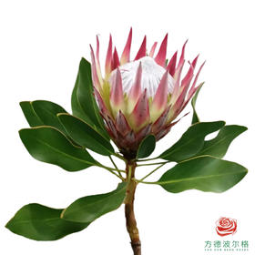 帝王 粉色（按照颜色发货，品种随机） 约50CM 一支