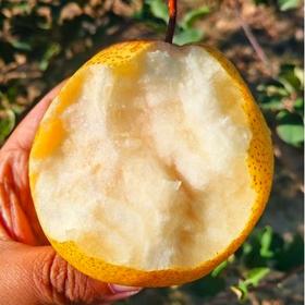 顺丰包邮一年一季蜂蜜脆梨，黄土高原农产，不打腊，有机肥灌溉自然熟不催熟基地直邮