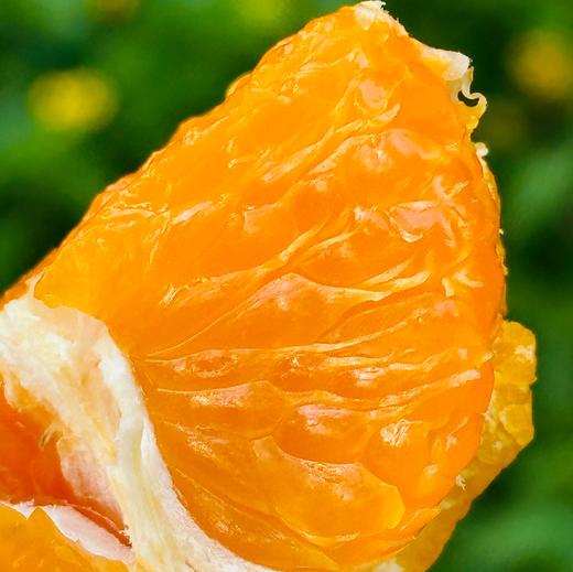 涌泉蜜桔|蜜桔🍊还得是中国无核蜜桔之乡的涌泉蜜桔😍涌泉蜜桔的名气，自然是不必多说了爆甜多汁，“懒人福音”——无核的果肉比布丁更嫩、更甜！是柑桔党心中当之无愧的「桔中仙品」～一年只有一批，季节限定！ 商品图1