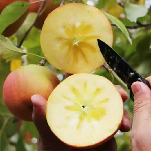 [最农公社]核心产区|新疆阿克苏苹果5斤9斤每年值得你等待的苹果 顺丰发货 商品图3