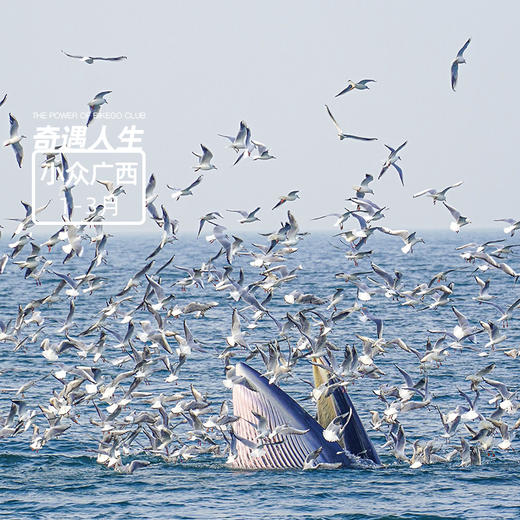 山海鲸奇遇记｜广西崇左钦州涠洲岛·6天5晚【大玩家】 商品图0