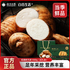 【官方正品】云南白药鲜品季昭通小草坝新鲜乌天麻1000g礼盒当季采挖营养丰富