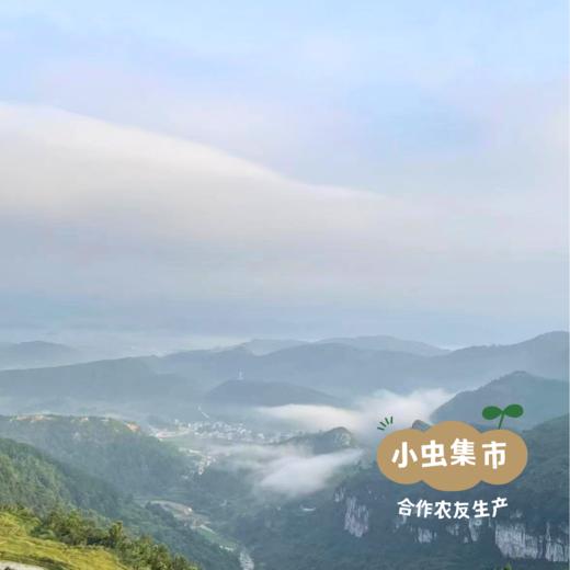 生态老品种糯米 | 合作农友生产，来自贵州贵阳高坡，生产者：杨婧懿 *【公平贸易农人定价】 商品图5