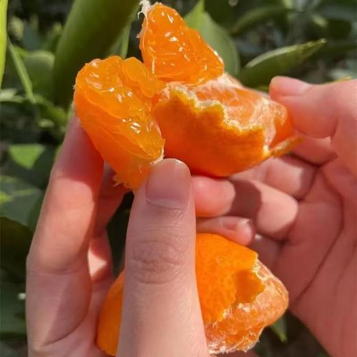 涌泉蜜橘 商品图8