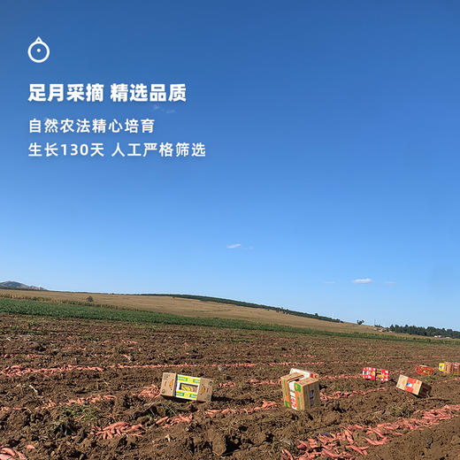 企鹅市集|内蒙古 哈密冰糖薯大果5斤装（11-15根） 软糯绵密 冰糖蜜甜 商品图4