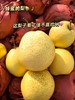 顺丰包邮一年一季蜂蜜脆梨，黄土高原农产，不打腊，有机肥灌溉自然熟不催熟基地直邮 商品缩略图1