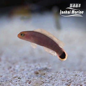 七彩鬼王 公