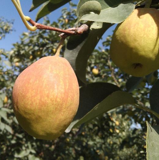 库尔勒香梨 香甜水嫩 口口爆汁  皮薄无渣  肉质细白  质地酥脆 商品图4