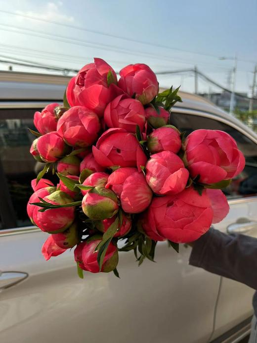 新西兰进口花材珊瑚芍药花 商品图2