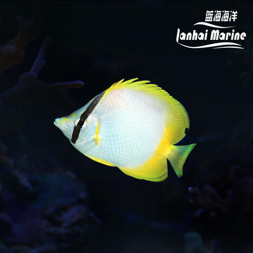 美国雪花蝶 商品图0