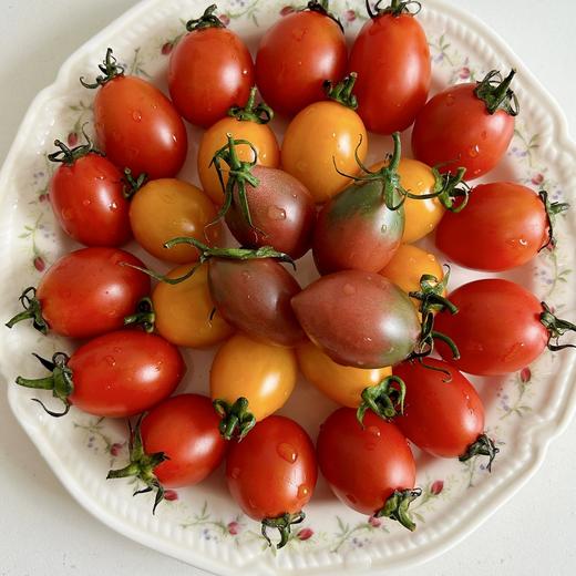 【果蔬精选】金玲珑小番茄 黄@紫@红番茄 味道层次丰富 外形小巧 籽粒饱满 紧实酸甜 鲜嫩爆汁 海边长大的小番茄 商品图6