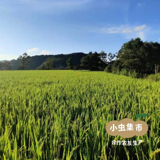 生态老品种红籼米 5斤（红米）| 合作农友生产，产自贵州贵阳高坡，生产者：杨婧懿 *【公平贸易农人定价】 商品图9