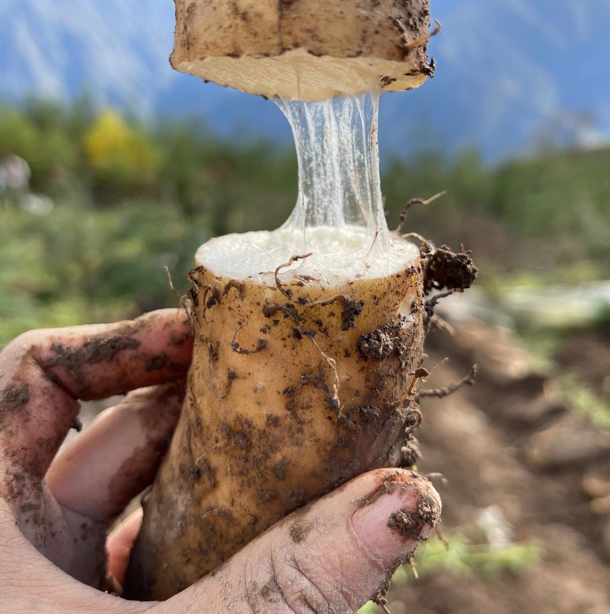 【斌哥优选】有机雪山云端山药。冰淇淋般软糯，生长在2300米海拔的夹金山上。连续9年通过有机认证。