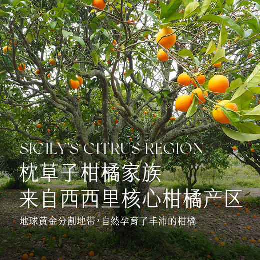 枕草子 甜橙单方精油5ml 商品图3