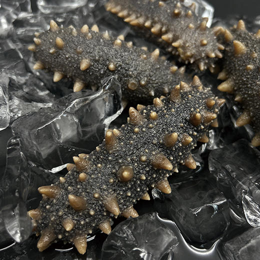 辽福湾鲜食即食海参6头/斤[1斤/3斤/5斤任选] 商品图1