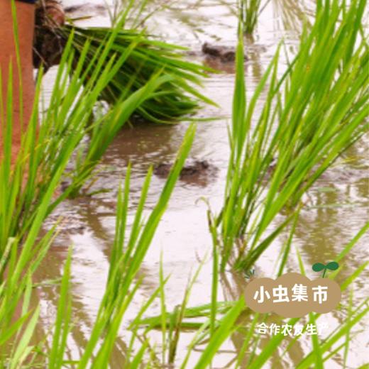 房县生态黄酒 100ml/500ml | 合作农友生产，产自湖北房县，生产者：李明攀 *【公平贸易农人定价】 商品图11