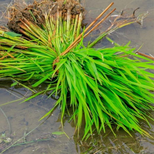 生态老品种红籼米 5斤（红米）| 合作农友生产，产自贵州贵阳高坡，生产者：杨婧懿 *【公平贸易农人定价】 商品图11