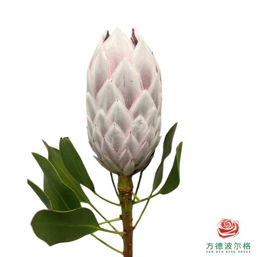 帝王 粉色（按照颜色发货，品种随机） 约50CM 一支 商品图1