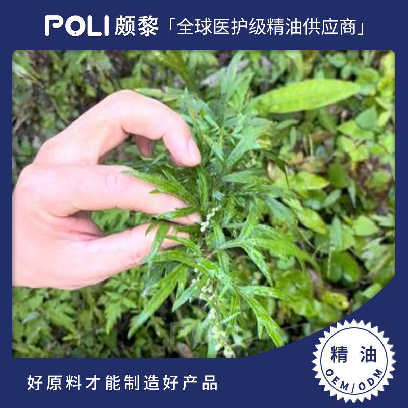 尼泊尔有机艾草精油 护肤按摩艾草精油原料 颇黎批发进口单方精油