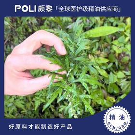 尼泊尔有机艾草精油 护肤按摩艾草精油原料 颇黎批发进口单方精油