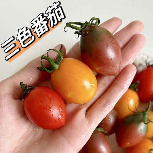 【果蔬精选】金玲珑小番茄 黄@紫@红番茄 味道层次丰富 外形小巧 籽粒饱满 紧实酸甜 鲜嫩爆汁 海边长大的小番茄 商品图3