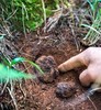 云南高黎贡山黑松露（250g/500g装） 商品缩略图0