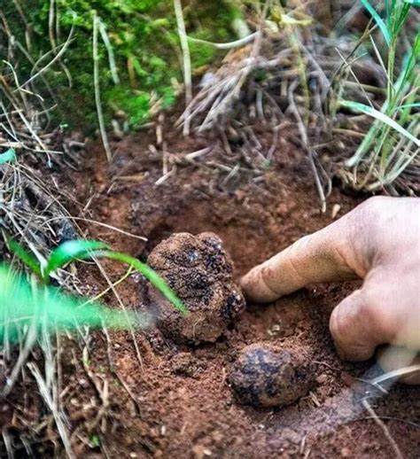 云南高黎贡山黑松露（250g/500g装） 商品图0
