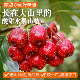 山区种植酸甜山楂  水果山楂 酸甜沙面   大小混发新鲜采摘好味道  300g