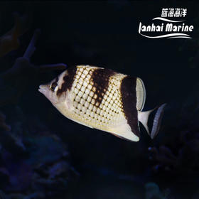 菲律宾蝶