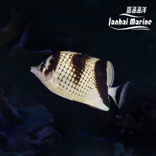 菲律宾蝶 商品图0