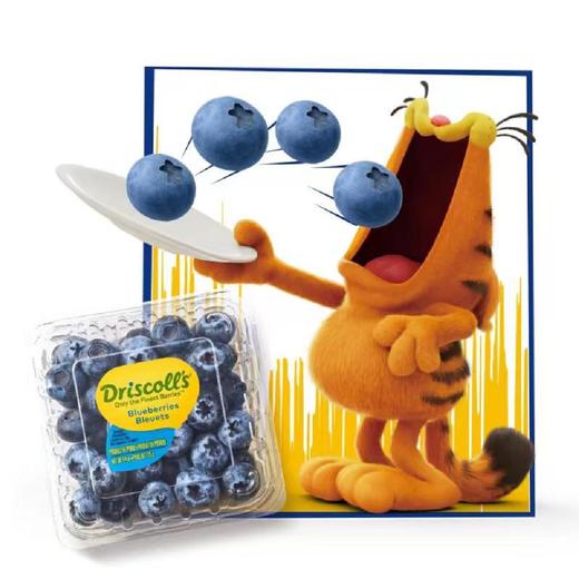 Driscoll’s 巨无霸进口蓝莓125g*4 商品图1