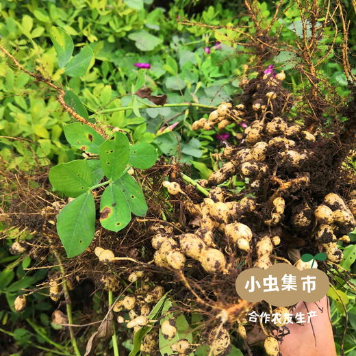 生态花生米 2袋 | 合作农友生产，产自河北唐山，生产者：张振*【公平贸易农人定价】 商品图9