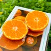涌泉蜜桔|蜜桔🍊还得是中国无核蜜桔之乡的涌泉蜜桔😍涌泉蜜桔的名气，自然是不必多说了爆甜多汁，“懒人福音”——无核的果肉比布丁更嫩、更甜！是柑桔党心中当之无愧的「桔中仙品」～一年只有一批，季节限定！ 商品缩略图0