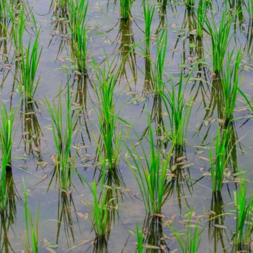 生态老品种红籼米 5斤（红米）| 合作农友生产，产自贵州贵阳高坡，生产者：杨婧懿 *【公平贸易农人定价】 商品图8