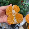 涌泉蜜橘 商品缩略图6