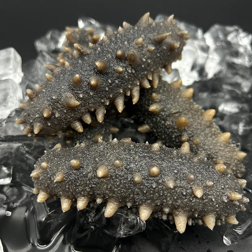 辽福湾鲜食即食海参6头/斤[1斤/3斤/5斤任选] 商品图4