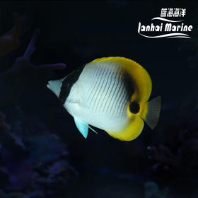 单印蝶