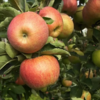 [最农公社]核心产区|新疆阿克苏苹果5斤9斤每年值得你等待的苹果 顺丰发货 商品缩略图1