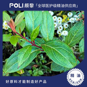 （尼泊尔）进口有机_白珠树/冬青精油原料