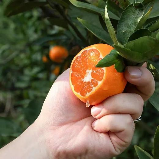 涌泉蜜橘 商品图7