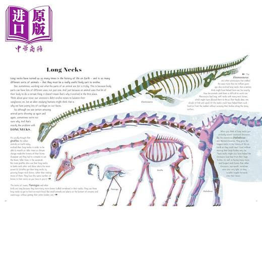 【中商原版】令人惊叹的动物进化 Awesome Animal Evolution Discover the Greatest Success Stories 英文原版 儿童科普读物 商品图2