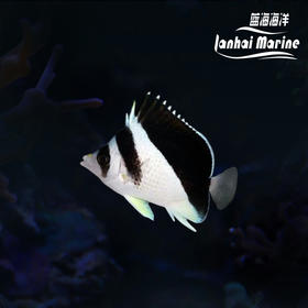 皇帝蝶（波斯蝶）