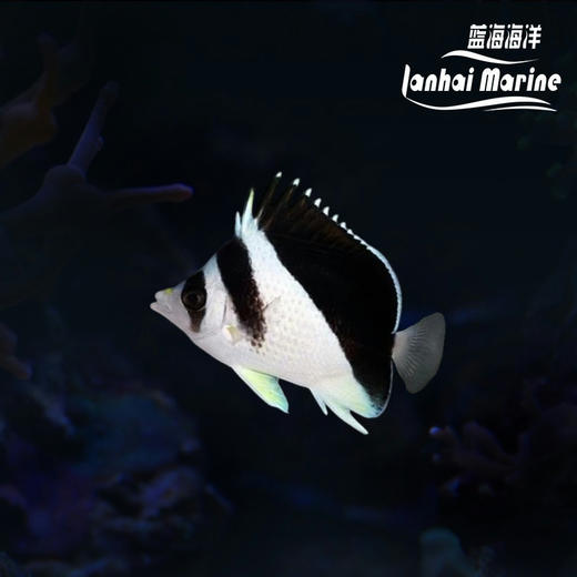 皇帝蝶（波斯蝶） 商品图0