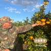【买3斤送2斤】生态蜜橘 3斤/5斤 | 来自上海长兴岛，合作农友生产，生产者：周立平 *【公平贸易农人定价】 商品缩略图4