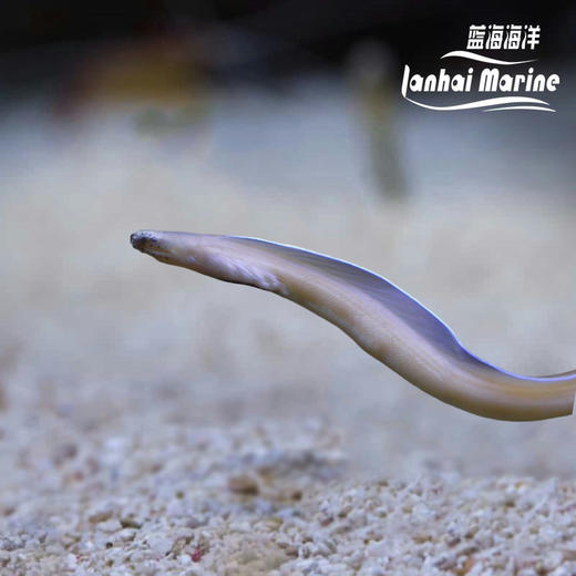 白鳗/幽灵鳗 商品图0