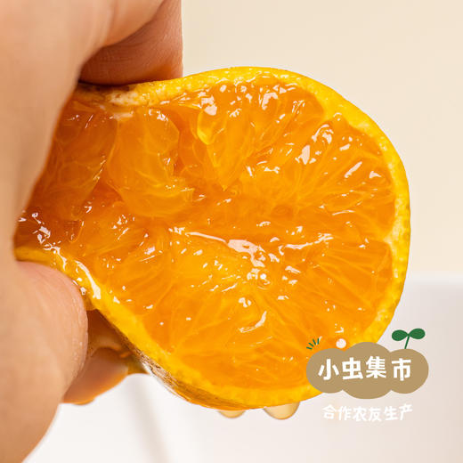 【买3斤送2斤】生态蜜橘 3斤/5斤 | 来自上海长兴岛，合作农友生产，生产者：周立平 *【公平贸易农人定价】 商品图6