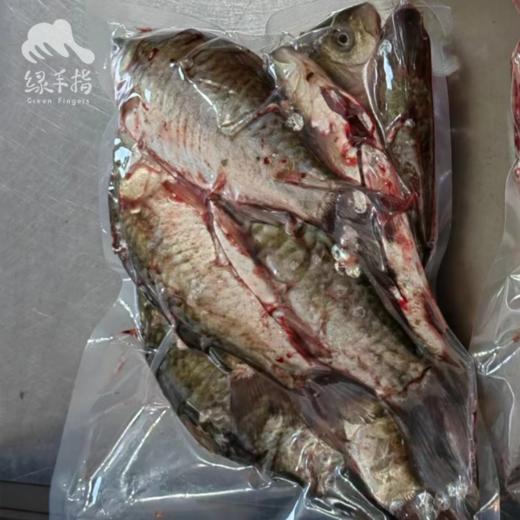 野生冷鲜鲫鱼（京津冀地区包邮）| 合作生产 * Carassius auratus | Partner Production 商品图4
